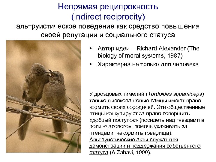 Непрямая реципрокность (indirect reciprocity) альтруистическое поведение как средство повышения своей репутации и социального статуса