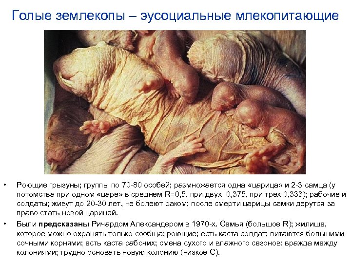 Голые землекопы – эусоциальные млекопитающие • • Роющие грызуны; группы по 70 -80 особей;