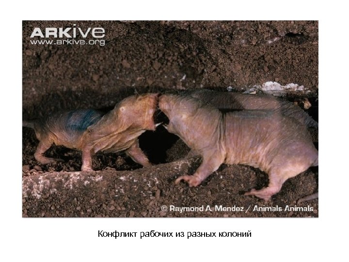 Конфликт рабочих из разных колоний 