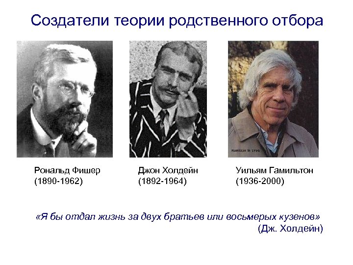 Создатели теории родственного отбора Рональд Фишер (1890 -1962) Джон Холдейн (1892 -1964) Уильям Гамильтон