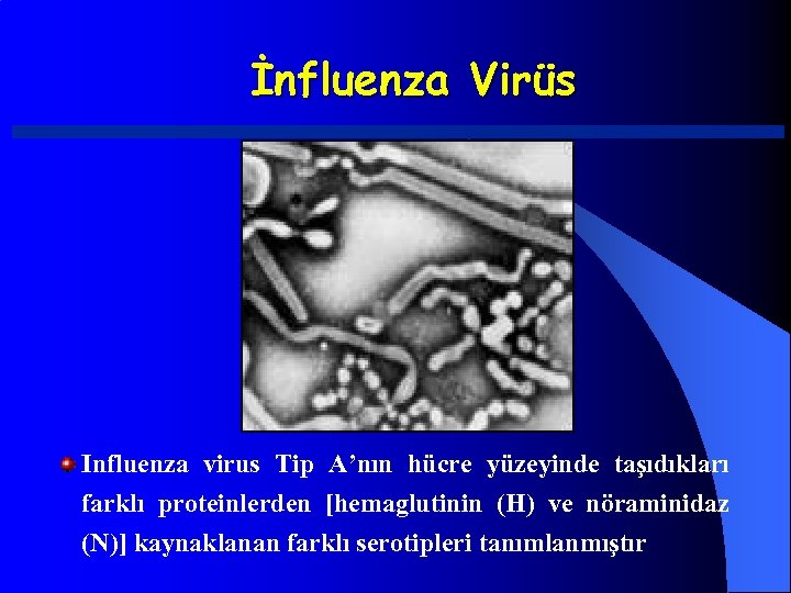 İnfluenza Virüs Influenza virus Tip A’nın hücre yüzeyinde taşıdıkları farklı proteinlerden [hemaglutinin (H) ve