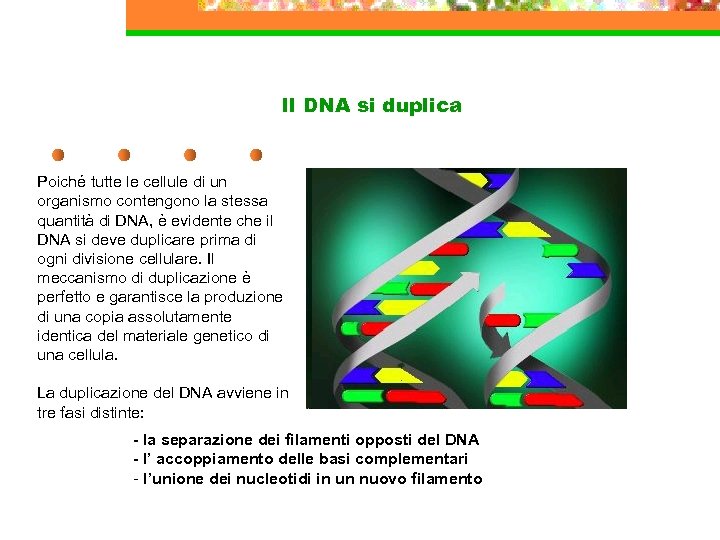 Il DNA si duplica Poiché tutte le cellule di un organismo contengono la stessa