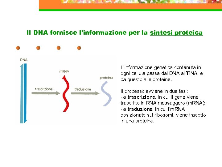 Il DNA fornisce l’informazione per la sintesi proteica L’informazione genetica contenuta in ogni cellula