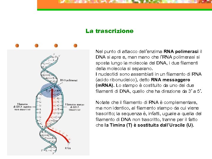 La trascrizione Nel punto di attacco dell’enzima RNA polimerasi il DNA si apre e,