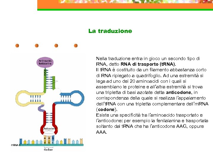 La traduzione t. RNA Nella traduzione entra in gioco un secondo tipo di RNA,