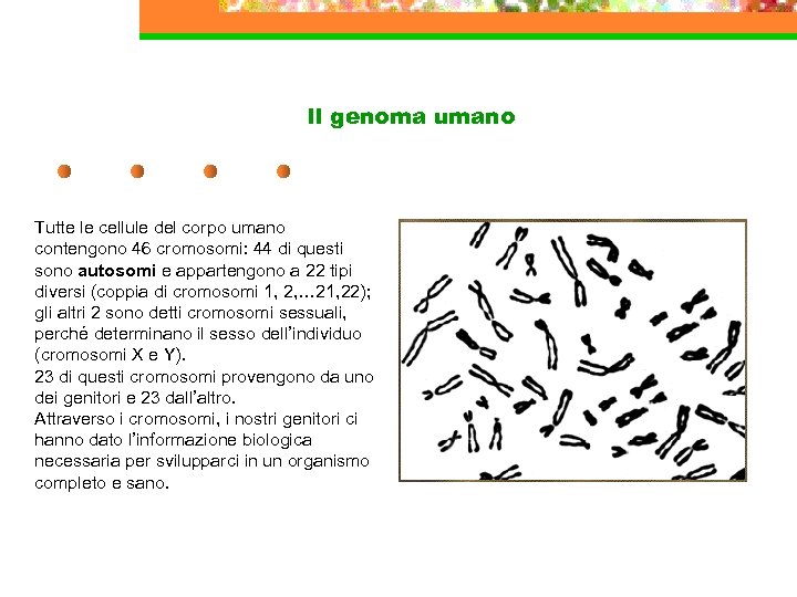 Il genoma umano Tutte le cellule del corpo umano contengono 46 cromosomi: 44 di