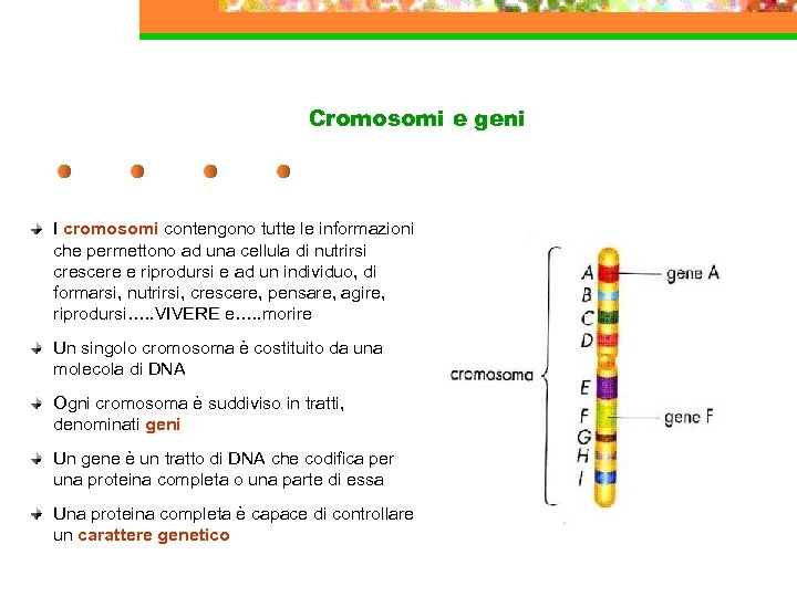 Cromosomi e geni I cromosomi contengono tutte le informazioni che permettono ad una cellula