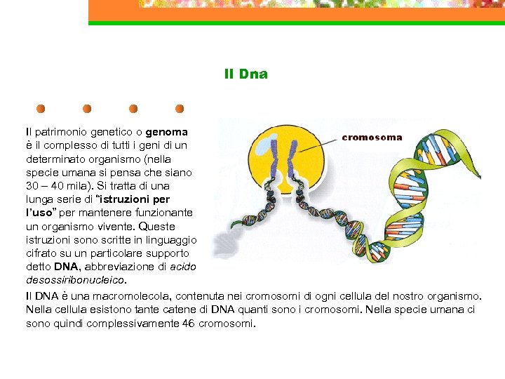 Il Dna Il patrimonio genetico o genoma è il complesso di tutti i geni