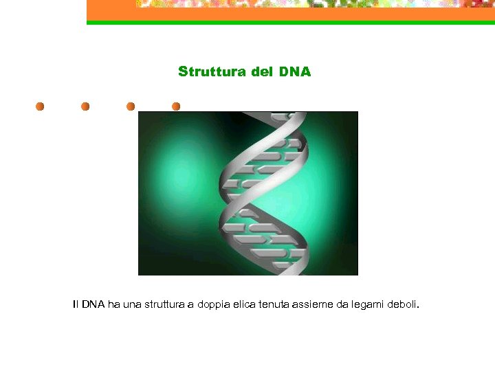 Struttura del DNA Il DNA ha una struttura a doppia elica tenuta assieme da