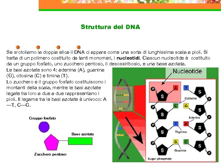Struttura del DNA Se srotoliamo la doppia elica il DNA ci appare come una