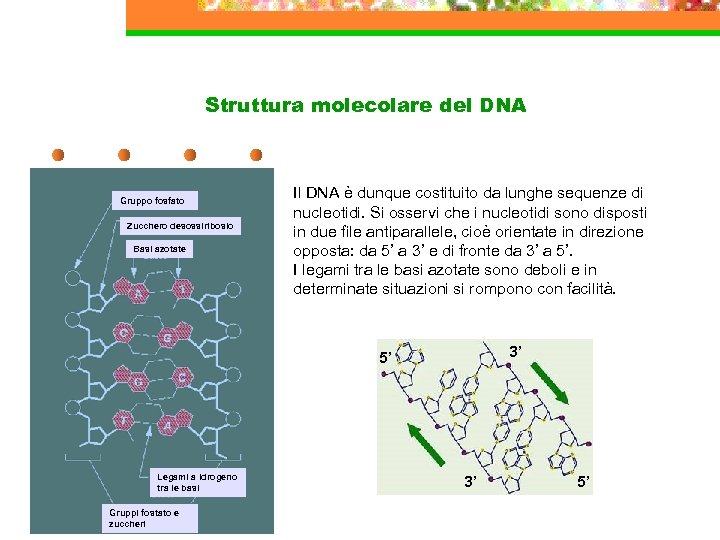 Struttura molecolare del DNA Gruppo fosfato Zucchero desossiribosio Basi azotate Il DNA è dunque