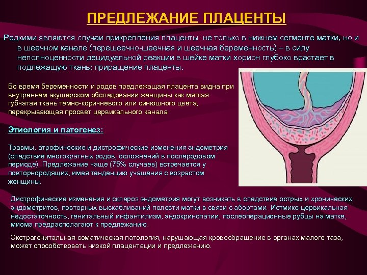 ПРЕДЛЕЖАНИЕ ПЛАЦЕНТЫ Редкими являются случаи прикрепления плаценты не только в нижнем сегменте матки, но
