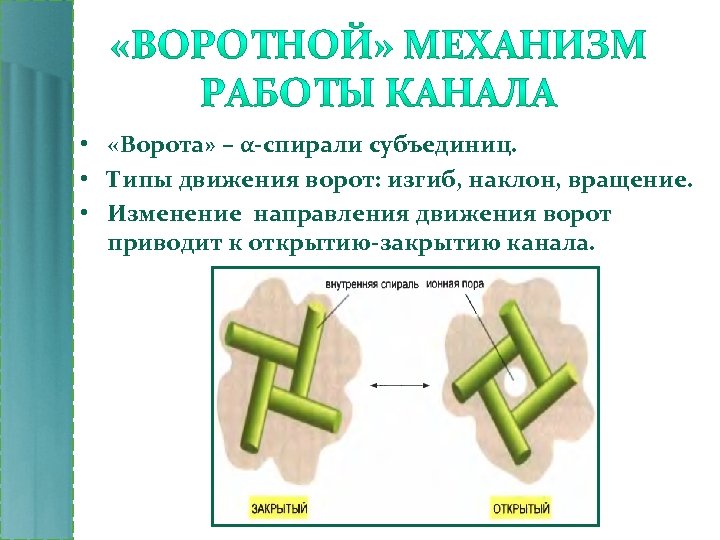  • «Ворота» – α-спирали субъединиц. • Типы движения ворот: изгиб, наклон, вращение. •