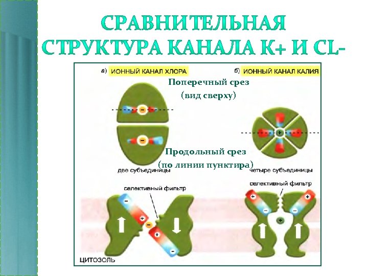 Поперечный срез (вид сверху) Продольный срез (по линии пунктира) 