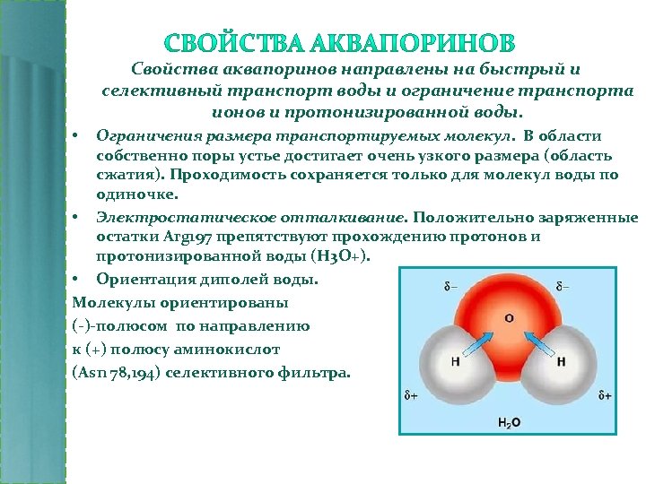 Свойства аквапоринов направлены на быстрый и селективный транспорт воды и ограничение транспорта ионов и