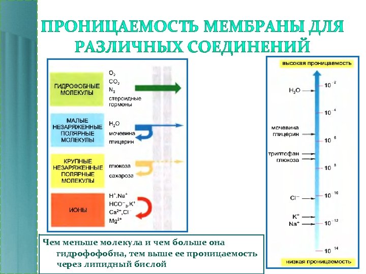 Чем меньше молекула и чем больше она гидрофофобна, тем выше ее проницаемость через липидный