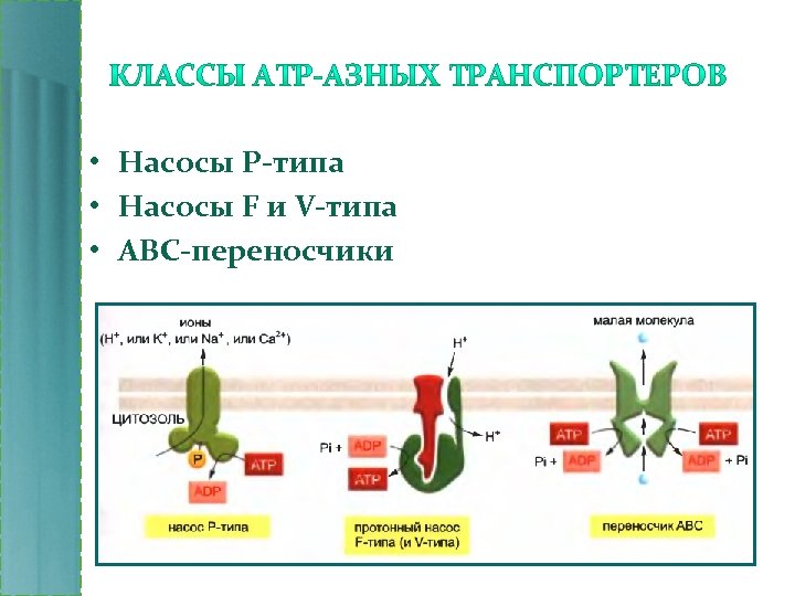  • Насосы Р-типа • Насосы F и V-типа • ABC-переносчики 