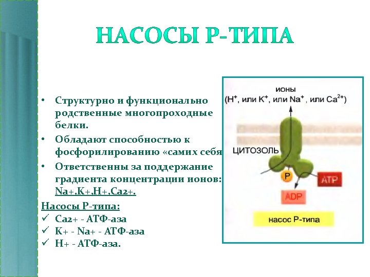  • Структурно и функционально родственные многопроходные белки. • Обладают способностью к фосфорилированию «самих