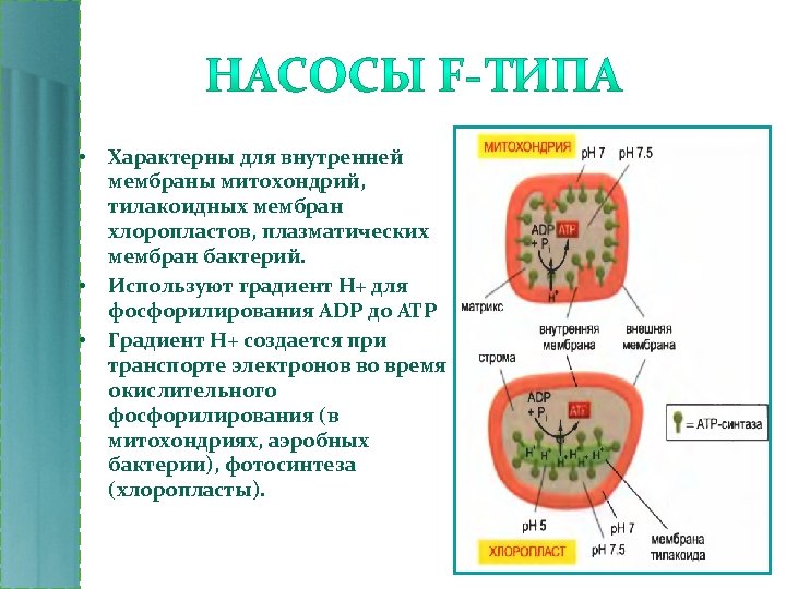  • • • Характерны для внутренней мембраны митохондрий, тилакоидных мембран хлоропластов, плазматических мембран