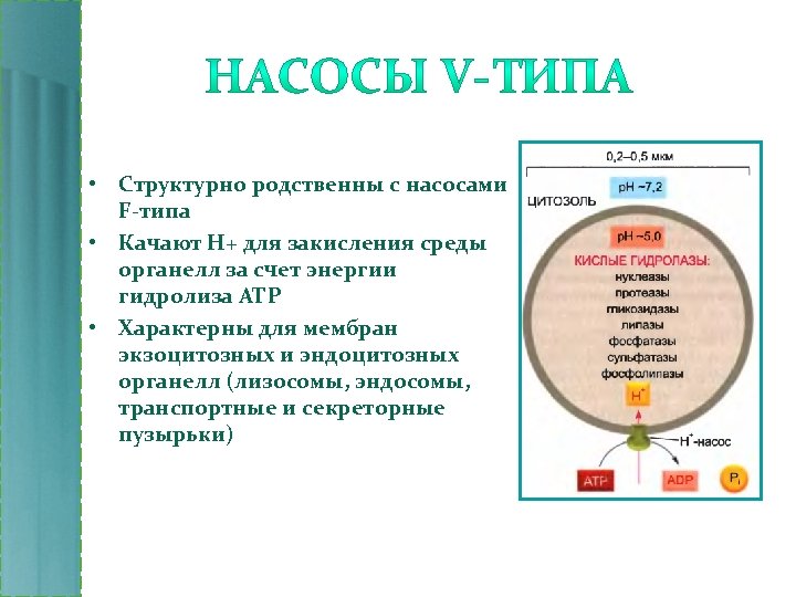  • Структурно родственны с насосами F-типа • Качают H+ для закисления среды органелл