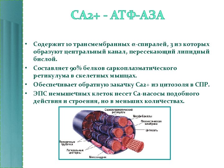 СА 2+ - АТФ-АЗА • Содержит 10 трансмембранных α-спиралей, 3 из которых образуют центральный
