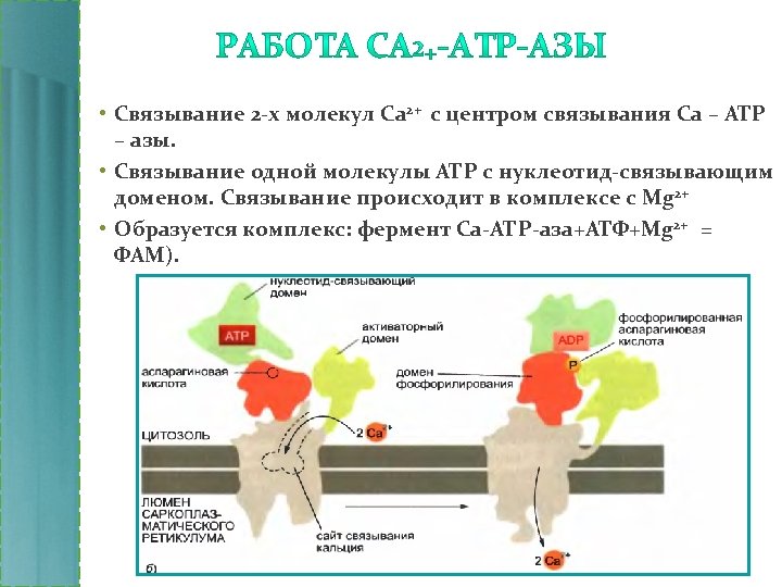  • Связывание 2 -х молекул Ca 2+ с центром связывания Ca – АТР