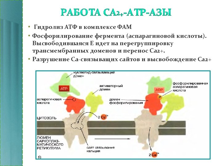  • Гидролиз АТФ в комплексе ФАМ • Фосфорилирование фермента (аспарагиновой кислоты). Высвободившаяся Е