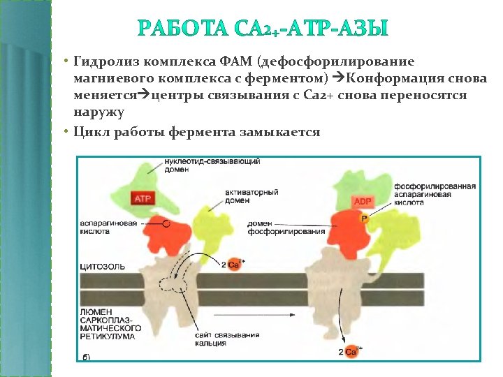  • Гидролиз комплекса ФАМ (дефосфорилирование магниевого комплекса с ферментом) Конформация снова меняется центры