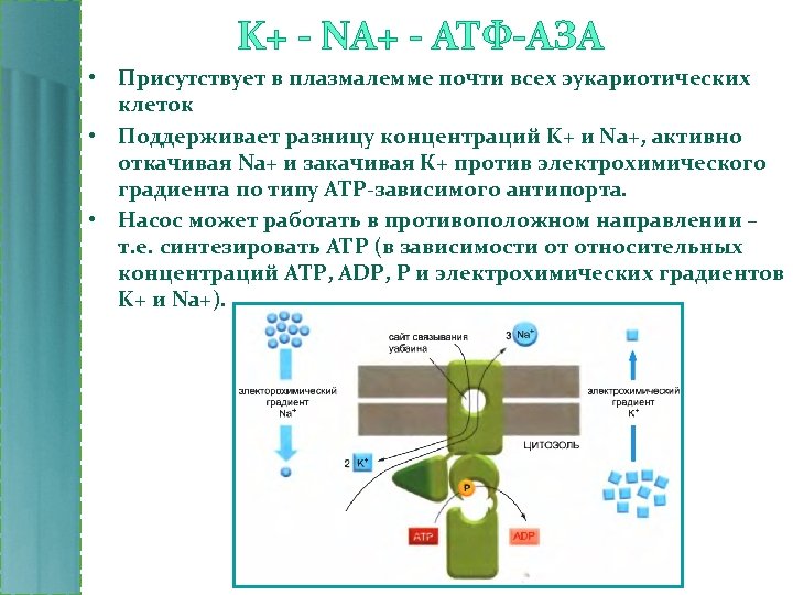 K+ - NA+ - АТФ-АЗА • Присутствует в плазмалемме почти всех эукариотических клеток •