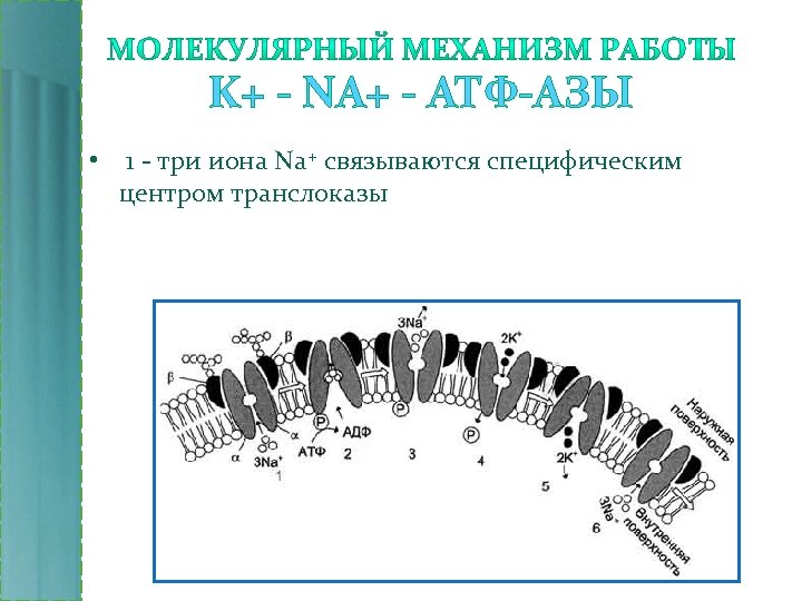 K+ - NA+ - АТФ-АЗЫ • 1 - три иона Na+ связываются специфическим центром