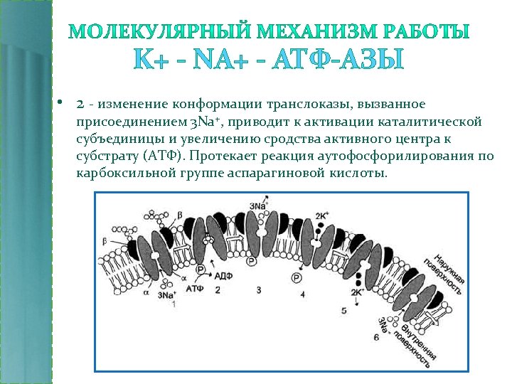 K+ - NA+ - АТФ-АЗЫ • 2 - изменение конформации транслоказы, вызванное присоединением 3