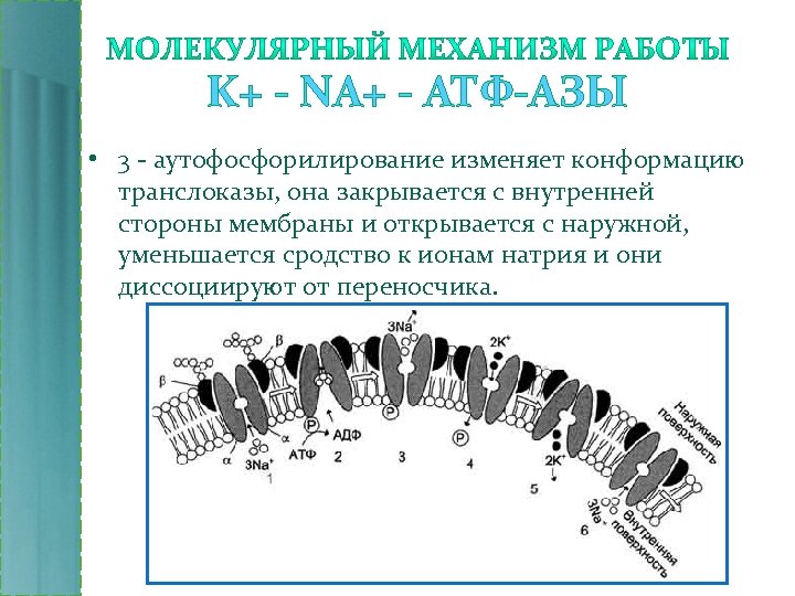 K+ - NA+ - АТФ-АЗЫ • 3 - аутофосфорилирование изменяет конформацию транслоказы, она закрывается
