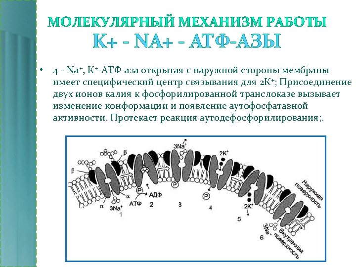 K+ - NA+ - АТФ-АЗЫ • 4 - Na+, К+-АТФ-аза открытая с наружной стороны