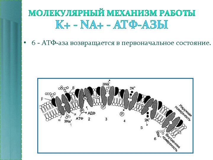 K+ - NA+ - АТФ-АЗЫ • 6 - АТФ-аза возвращается в первоначальное состояние. 