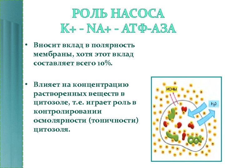 РОЛЬ НАСОСА K+ - NA+ - АТФ-АЗА • Вносит вклад в полярность мембраны, хотя