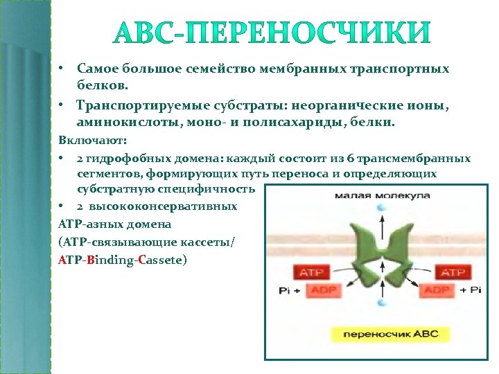  • Самое большое семейство мембранных транспортных белков. • Транспортируемые субстраты: неорганические ионы, аминокислоты,