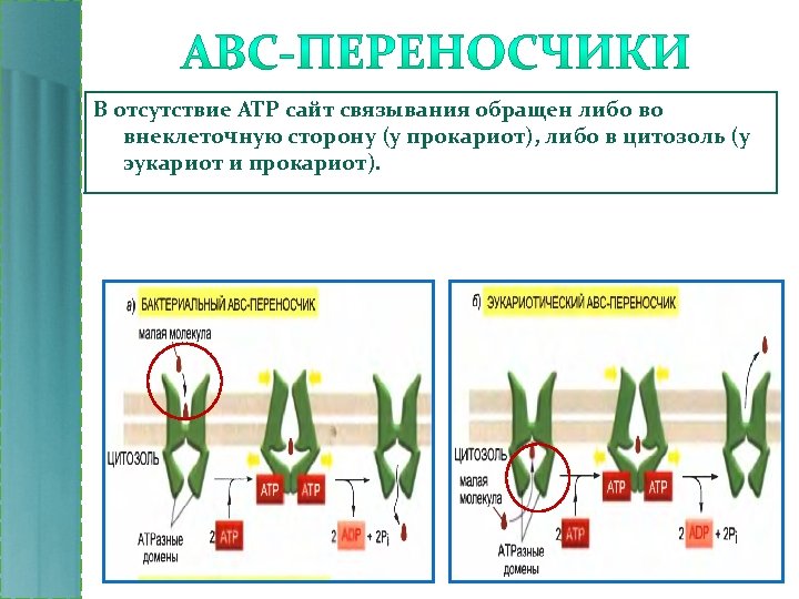 В отсутствие АТР сайт связывания обращен либо во внеклеточную сторону (у прокариот), либо в