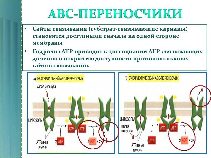  • Сайты связывания (субстрат-связывающие карманы) становятся доступными сначала на одной стороне мембраны •