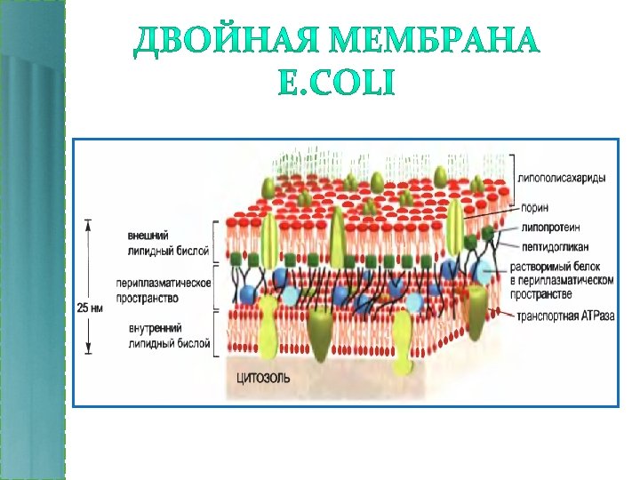 Двойная мембрана. Двойная мембрана в клетке. Двойная мембрана у бактерий. Двойная мембрана функции.