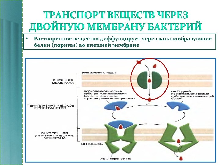  • Растворенное вещество диффундирует через каналообразующие белки (порины) во внешней мембране 