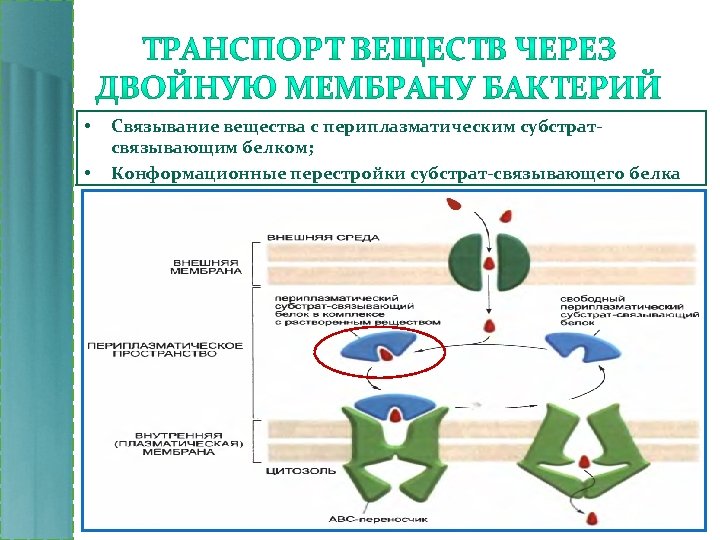  • • Связывание вещества с периплазматическим субстратсвязывающим белком; Конформационные перестройки субстрат-связывающего белка 