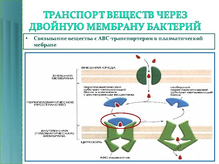  • Связывание вещества с АВС-транспортером в плазматической мебране 