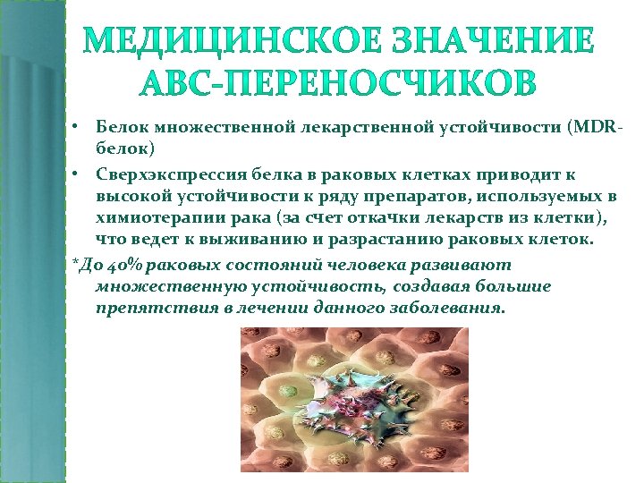  • Белок множественной лекарственной устойчивости (MDRбелок) • Сверхэкспрессия белка в раковых клетках приводит