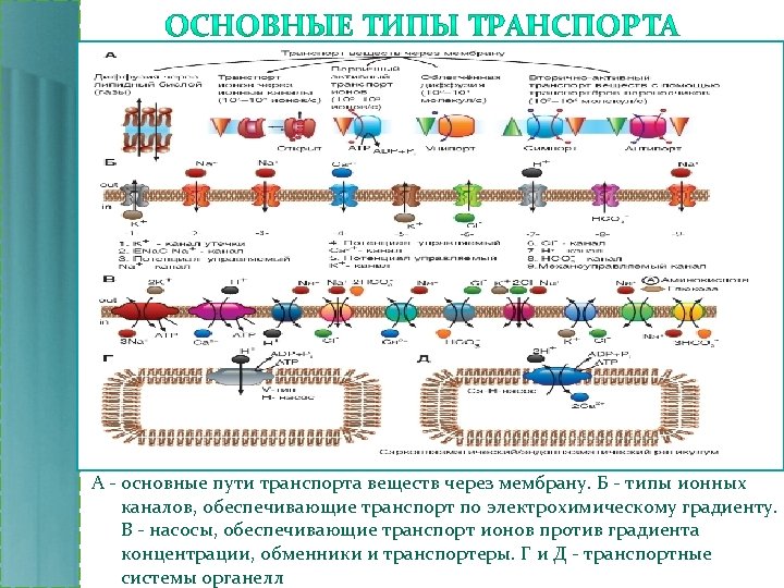 Ионный транспорт. Транспорт ионов через ионный канал. Ионный канал мембрана транспорт. Ионные каналы механизм транспорта через мембрану.