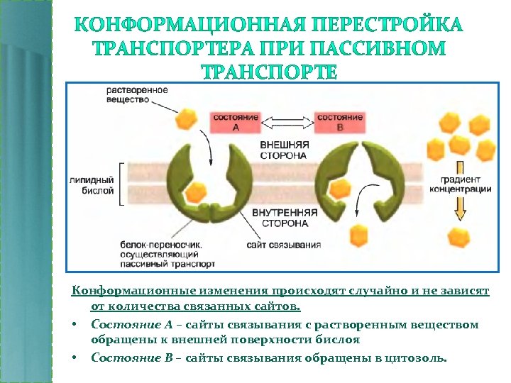 Конформационные изменения происходят случайно и не зависят от количества связанных сайтов. • Состояние А