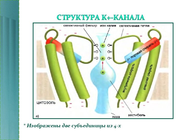 * Изображены две субъединицы из 4 -х 