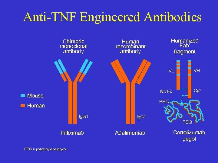 Anti-TNF Engineered Antibodies Chimeric monoclonal antibody Humanized Fab’ fragment Human recombinant antibody VH VL