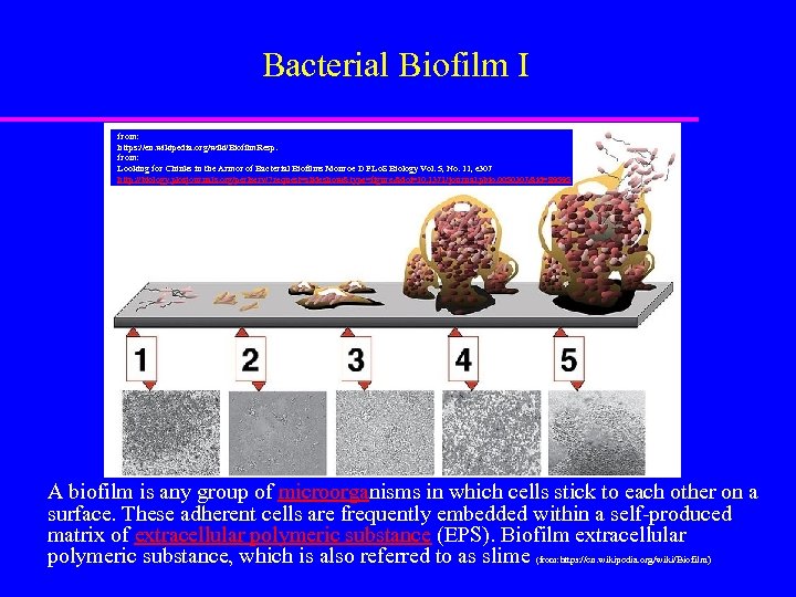 Bacterial Biofilm I from: https: //en. wikipedia. org/wiki/Biofilm. Resp. from: Looking for Chinks in