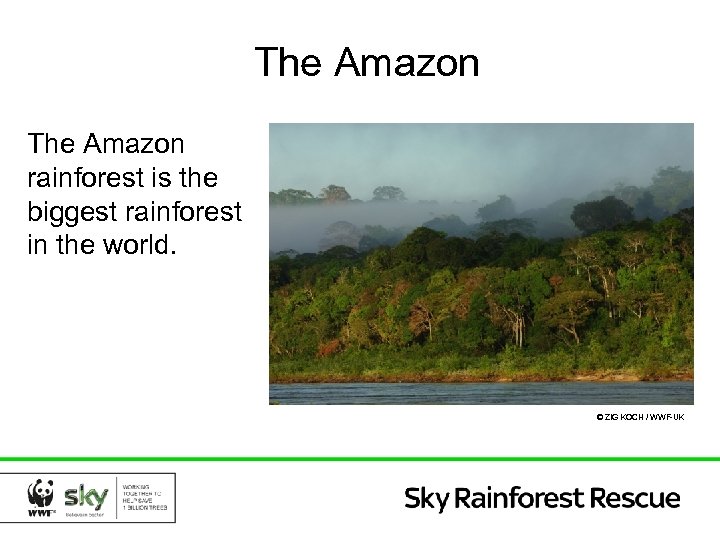 The Amazon rainforest is the biggest rainforest in the world. © ZIG KOCH /