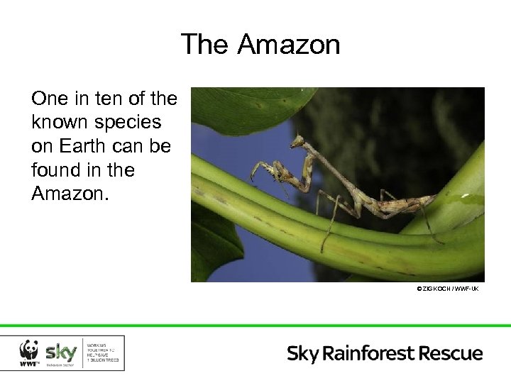 The Amazon One in ten of the known species on Earth can be found